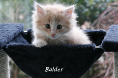 Balder-7-1