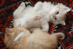 Kittens-Elke-Boromir-dec.2011-007
