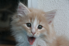 Kittens-Noortje-8e-week-035