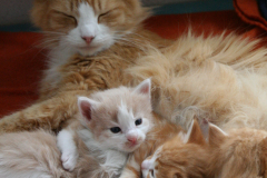 Noor-met-kittens-4e-week