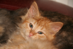 kittens-10-week-oud-021