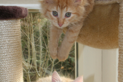 kittens-11-week-024