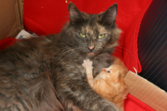 kittens-3e-week-024