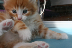 kittens-Noortje-6e-week-056