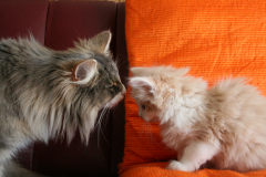 kittens-Noortje-7e-week-036