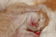 kittens-Noortje-8-dagen-oud-002