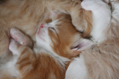 kittens-Noortje-derde-week-053