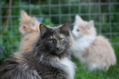Elke-met-kittens-Noortje