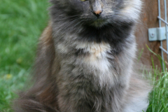 Elke