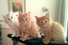 Azra-Arwyn-en-Aiske
