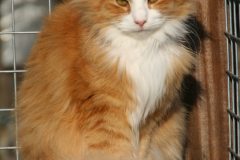 Noortje